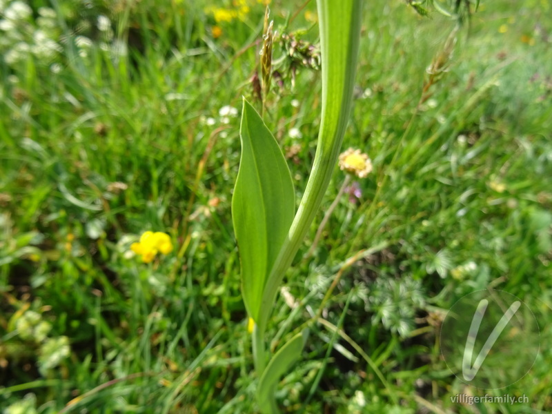 Kugelorchis: Blätter, Stengel