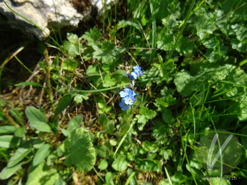 Alpen-Vergissmeinnicht: Blüten