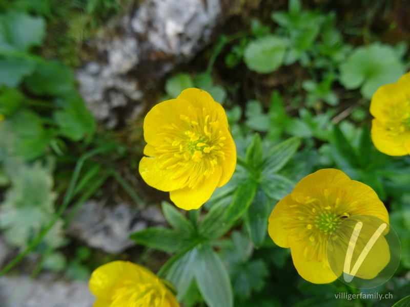 Gewöhnlicher Berg-Hahnenfuss: Blüten