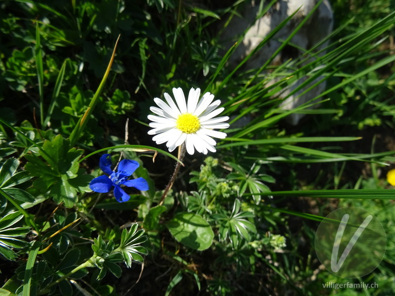 Massliebchen: Blüten