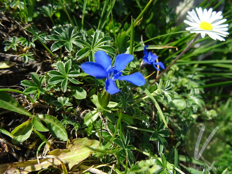 Frühlings-Enzian: Blüten, Gesamtbild, Blätter