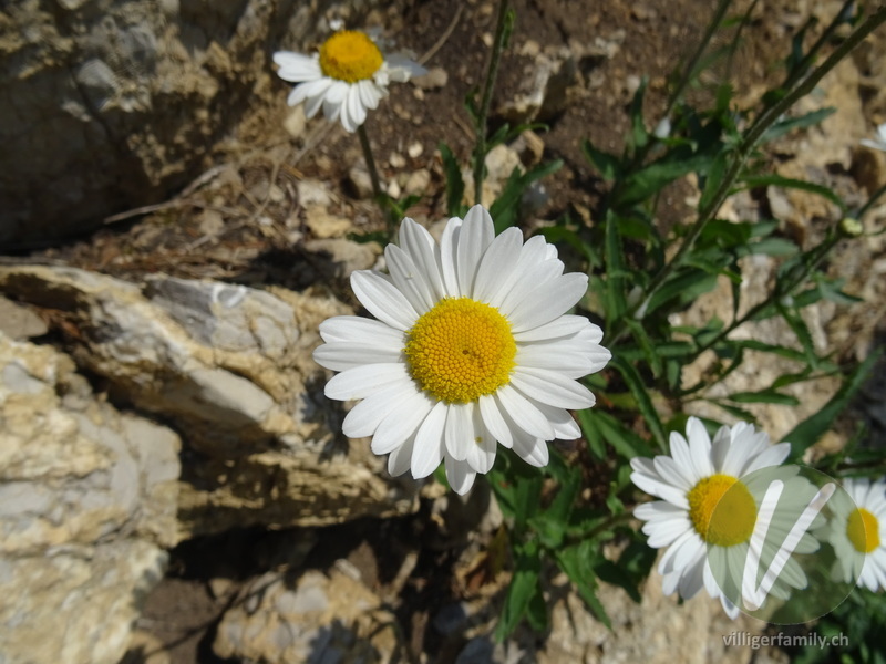 Berg-Wiesen-Margerite: Blüten