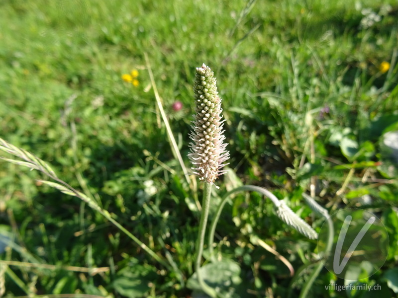 Mittlerer Wegerich: Blüten