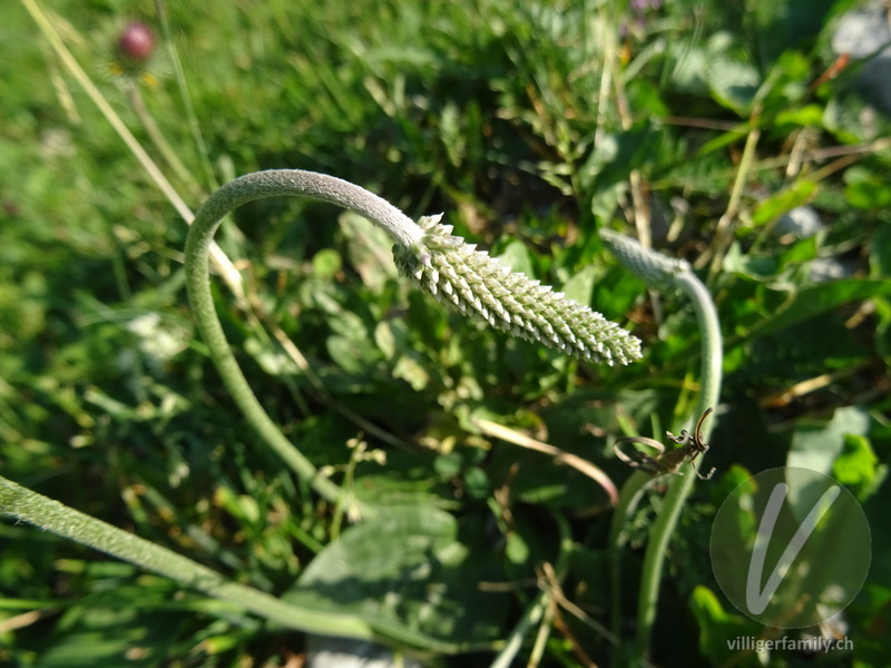 Mittlerer Wegerich: Blüten, Stengel