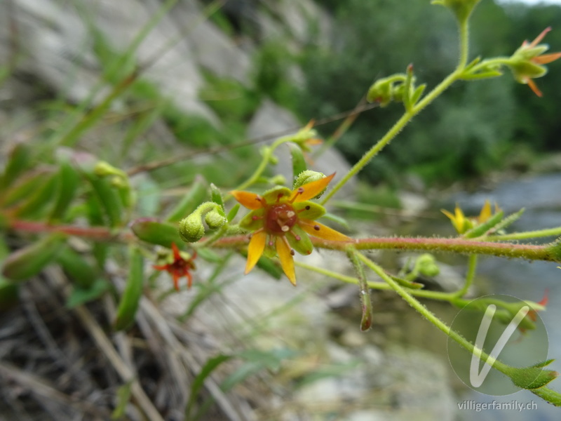 Kies-Steinbrech: Blüten