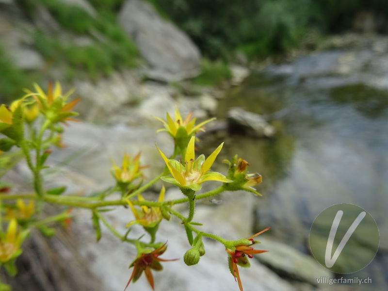 Kies-Steinbrech: Blüten