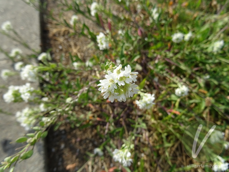 Graukresse: Blüten