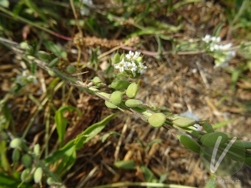 Graukresse: Früchte