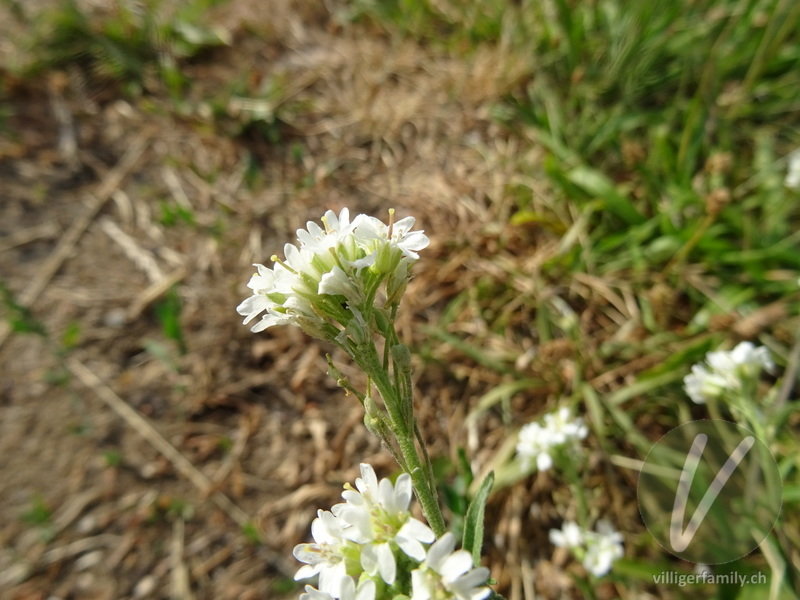 Graukresse: Blüten