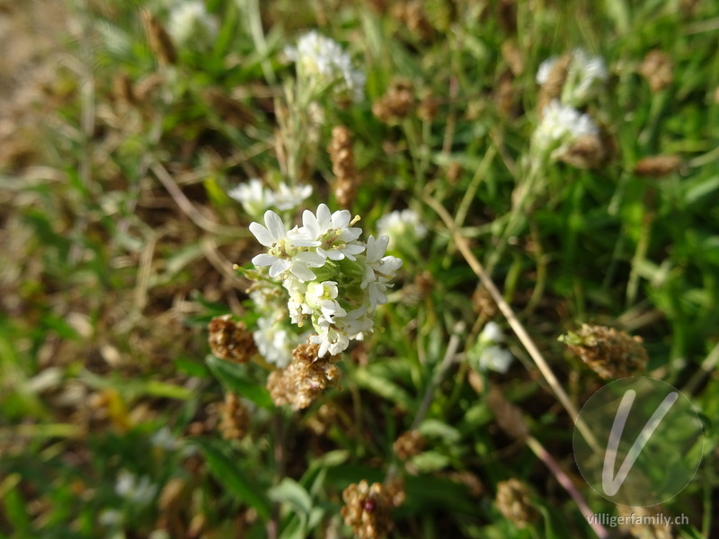 Graukresse: Blüten