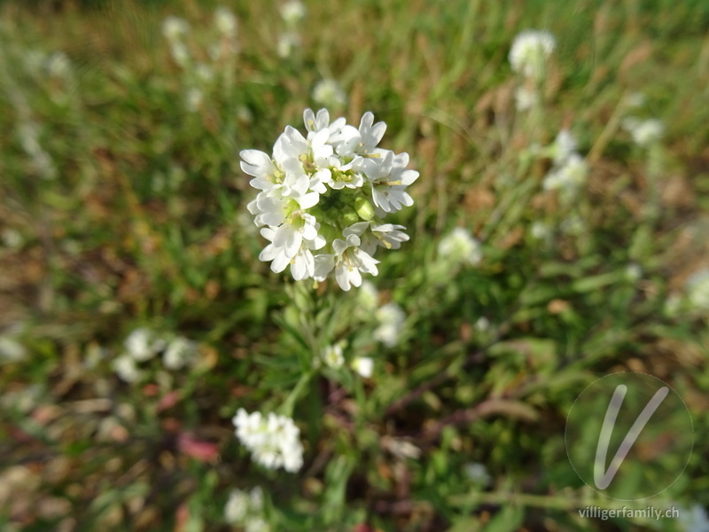 Graukresse: Blüten