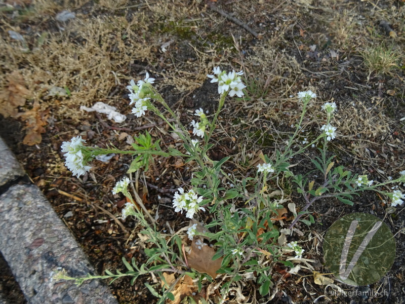 Graukresse: Blüten, Gesamtbild