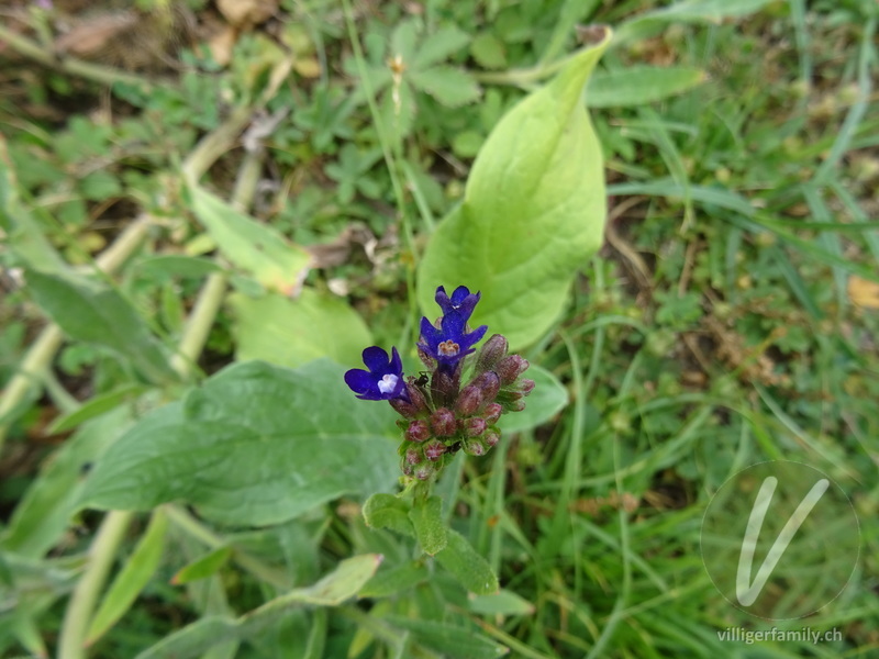 Echte Ochsenzunge: Blüten