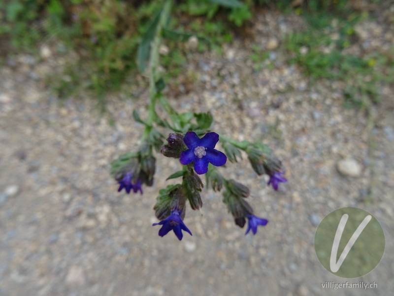 Echte Ochsenzunge: Blüten