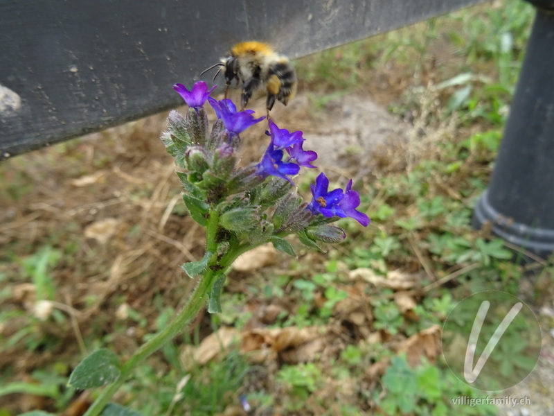 Echte Ochsenzunge: Blüten