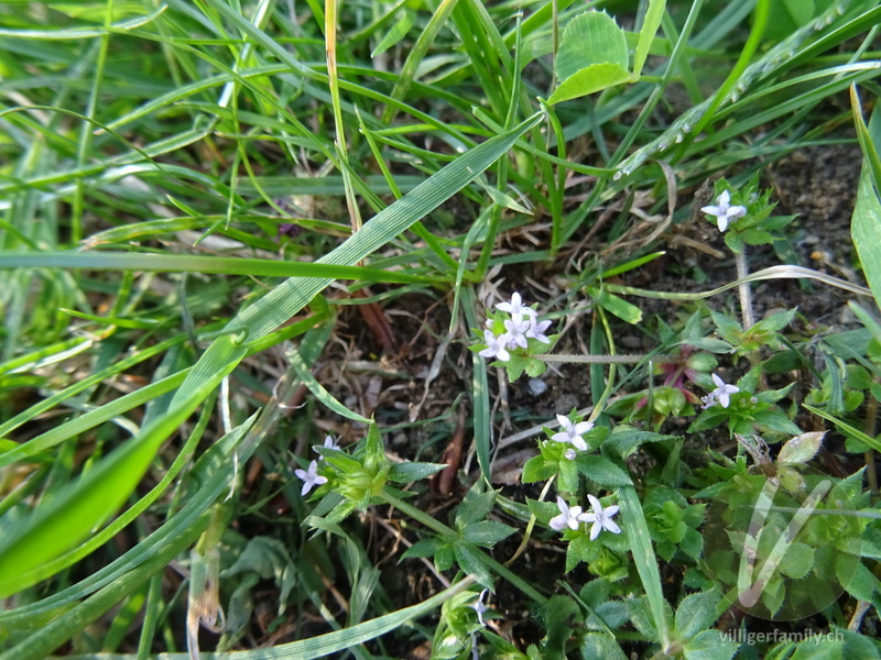 Ackerröte: Blüten