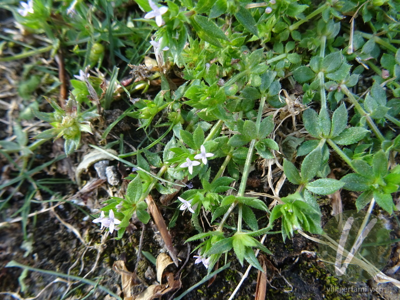 Ackerröte: Blüten