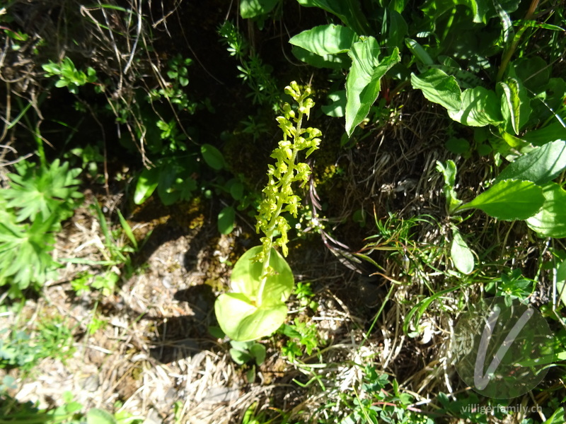 Grosses Zweiblatt: Blüten, Gesamtbild