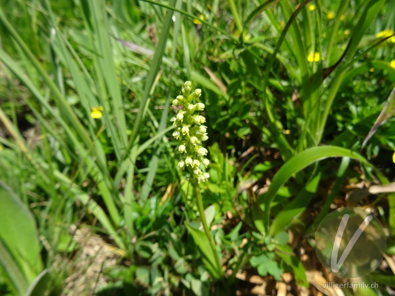 Weisszunge: Blüten, Gesamtbild