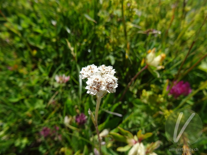 Gemeines Katzenpfötchen: Blüten