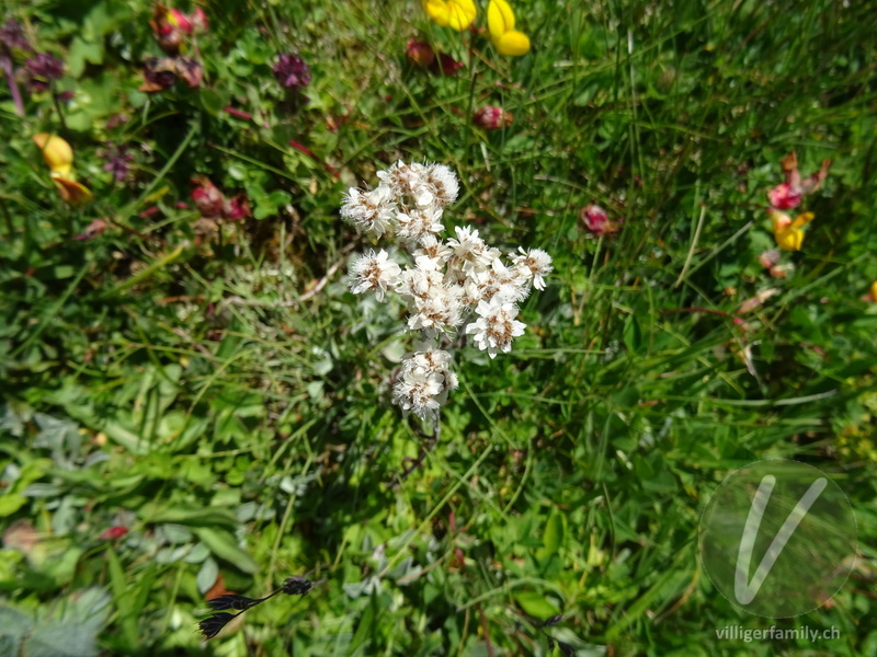 Gemeines Katzenpfötchen: Blüten