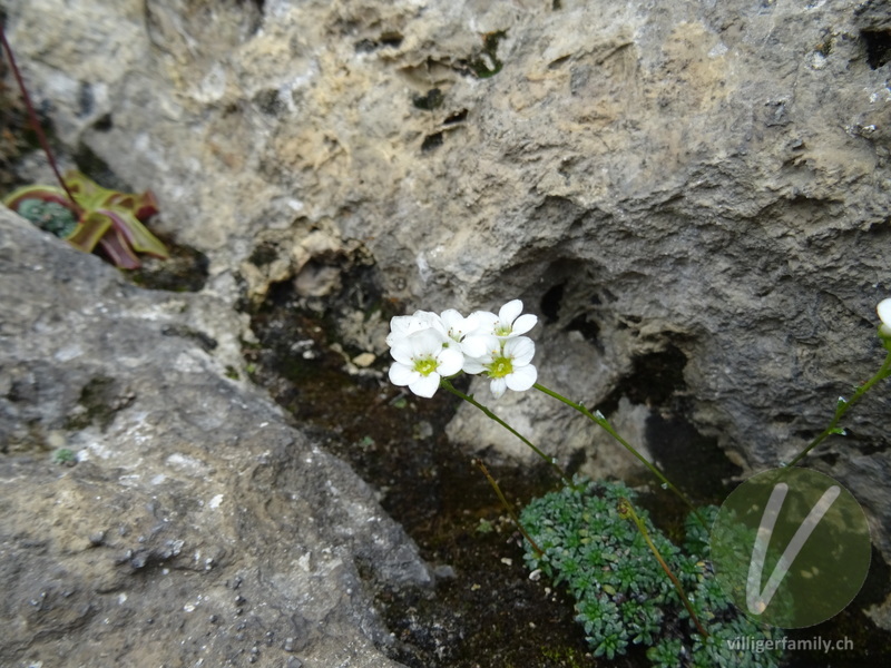 Blaugrüner Steinbrech: Blüten, Gesamtbild