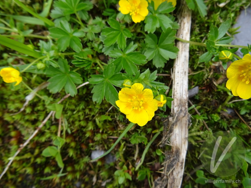 Gold-Fingerkraut: Blüten