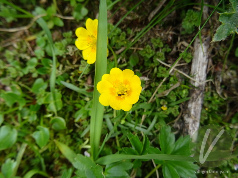 Gold-Fingerkraut: Blüten