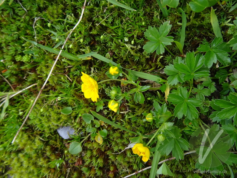 Gold-Fingerkraut: Blüten, Gesamtbild