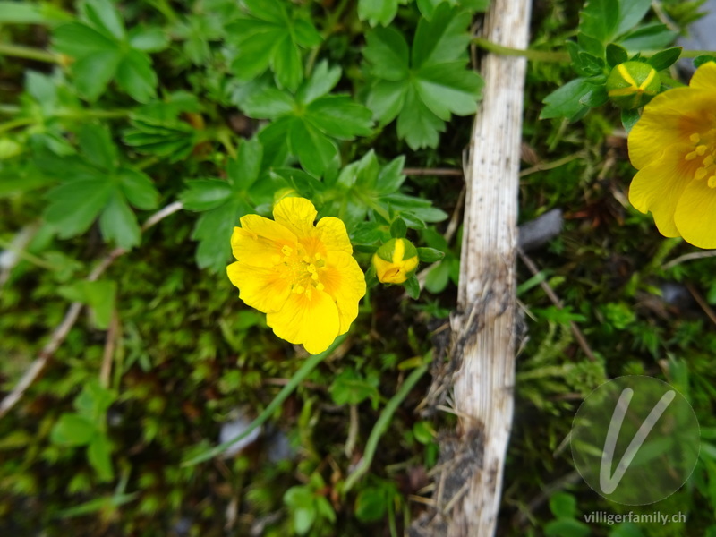 Gold-Fingerkraut: Blüten