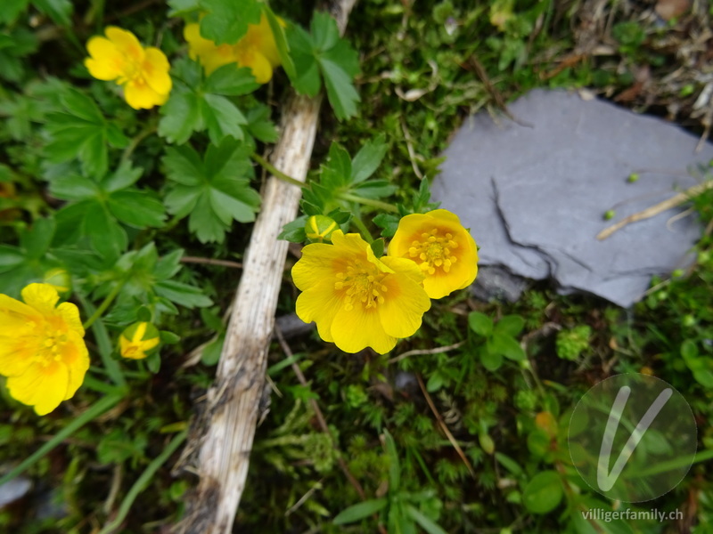 Gold-Fingerkraut: Blüten