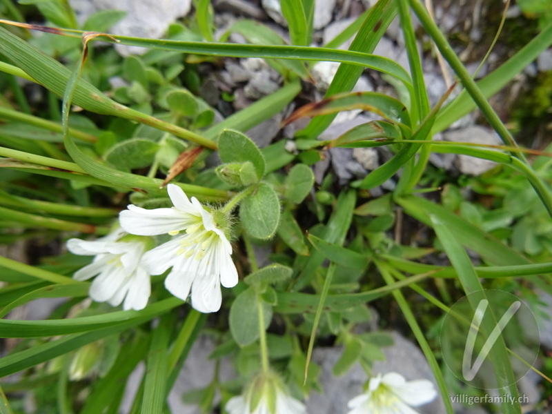 Einblütiges Hornkraut: Blüten, Blätter