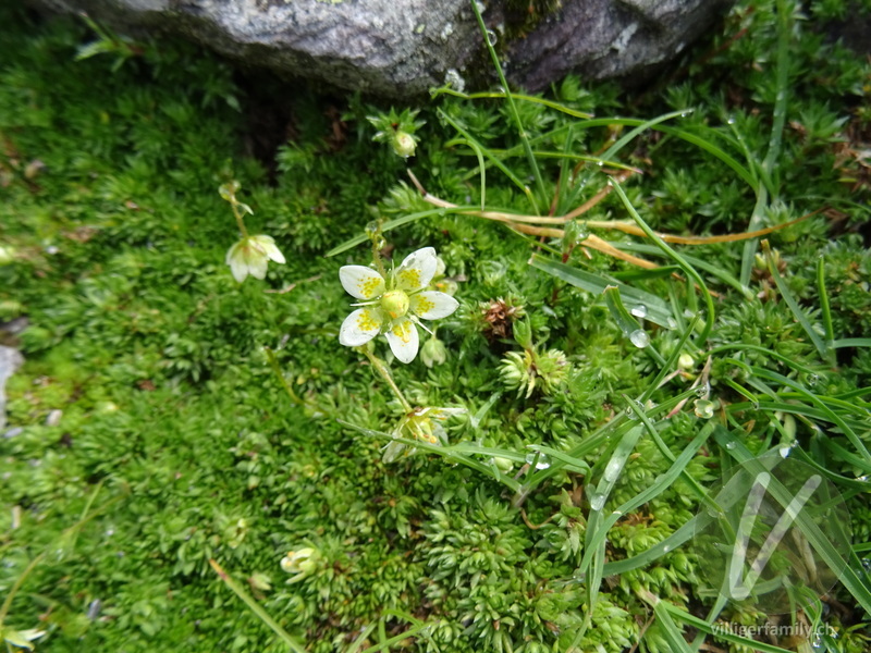 Moosartiger Steinbrech: Blüten