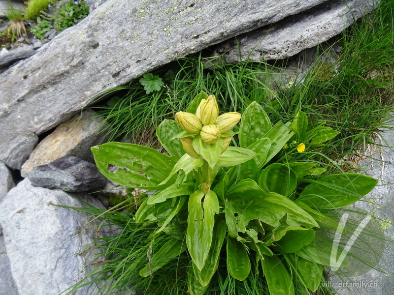 Getüpfelter Enzian: Gesamtbild, Blüten