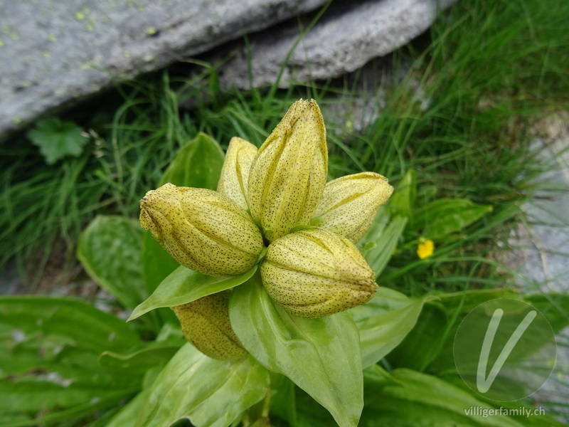 Getüpfelter Enzian: Blüten