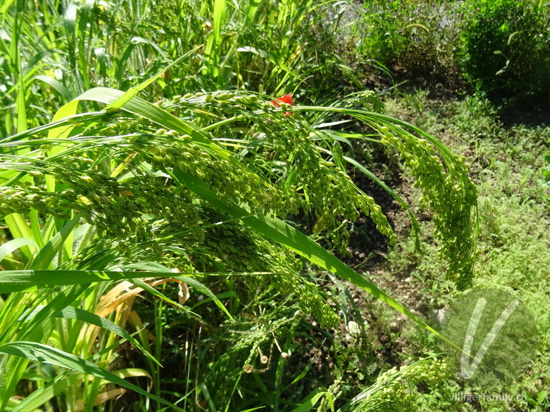 Echte Hirse: Früchte, Blüten