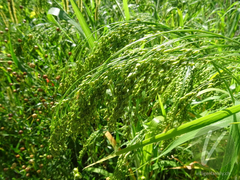 Echte Hirse: Blüten, Früchte