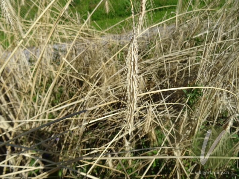 Vierzeilige Saat-Gerste: Früchte, Blüten