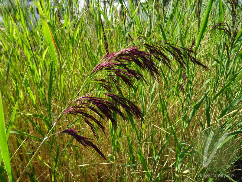 Schilf: Blüten