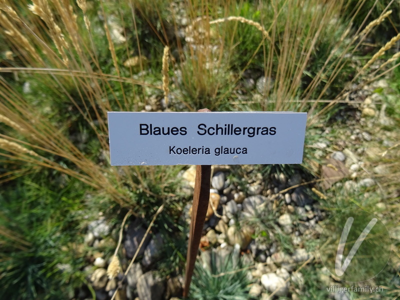 Blaues Schillergras: Namensschild