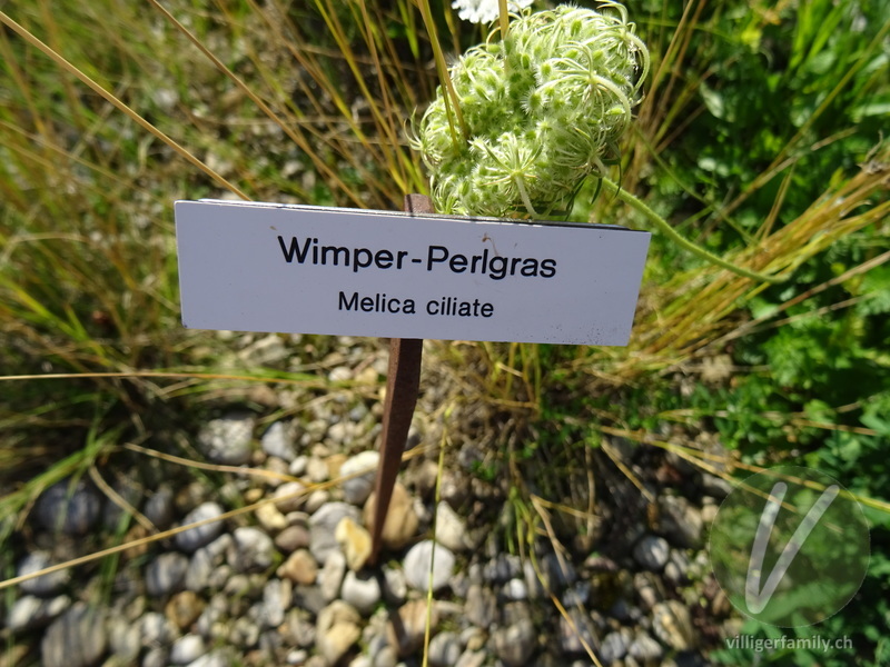 Wimper-Perlgras: 