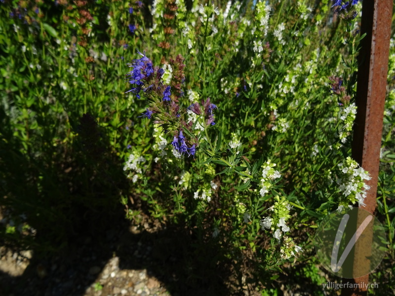 Echter Ysop: Blüten