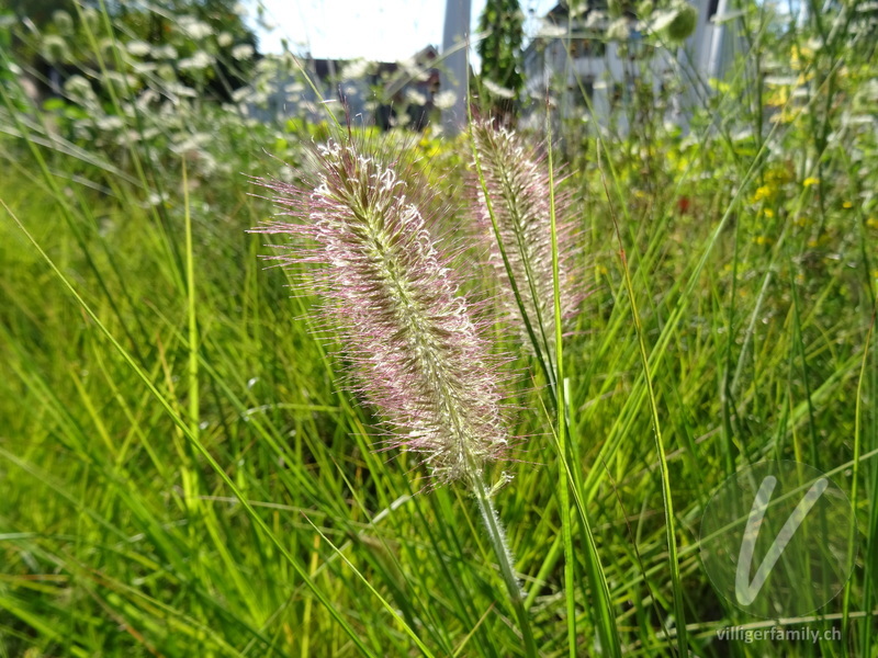 Federborstengras: Blüten