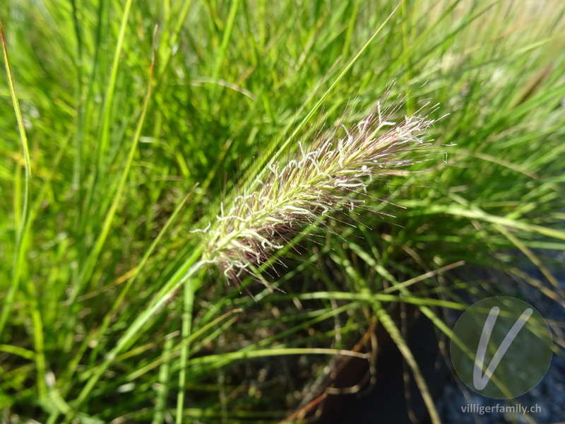 Federborstengras: Blüten