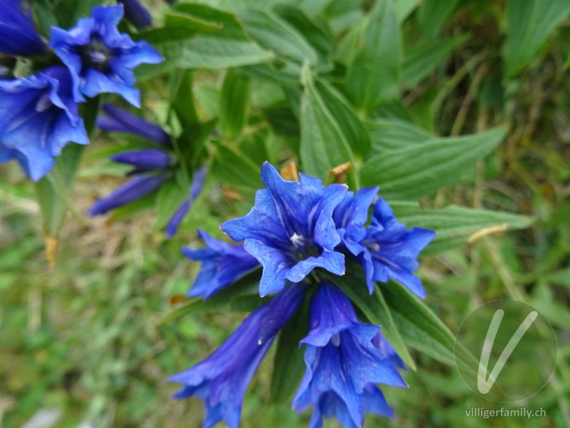 Schwalbenwurz-Enzian: Blüten