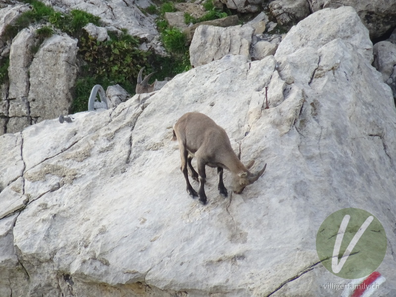 Alpen-Steinbock: 