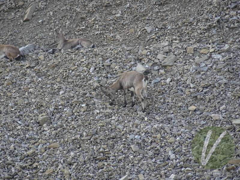 Alpen-Steinbock: 