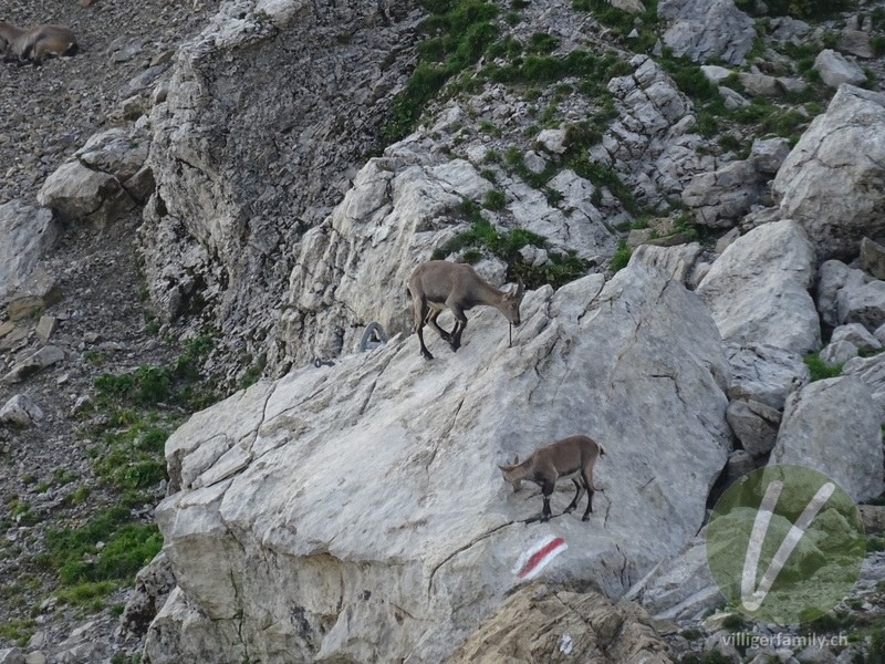 Alpen-Steinbock: 