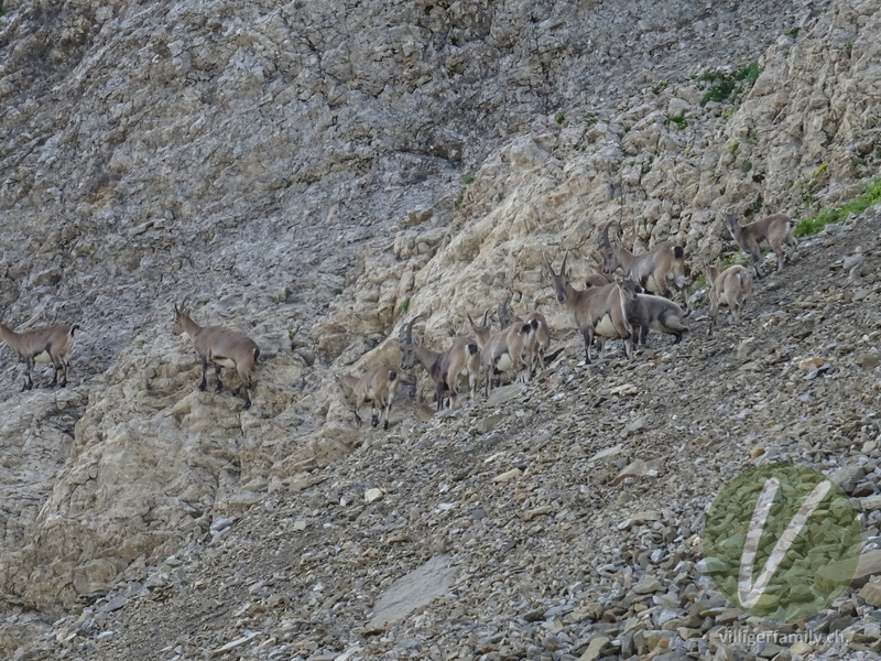 Alpen-Steinbock: 