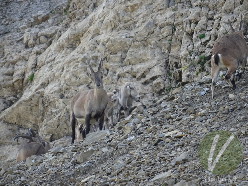 Alpen-Steinbock: 